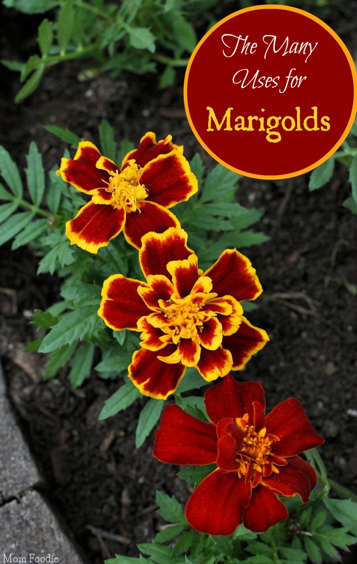 Uses for Marigolds - Garden to Kitchen to Crafting and more