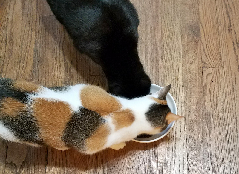 organic cat food