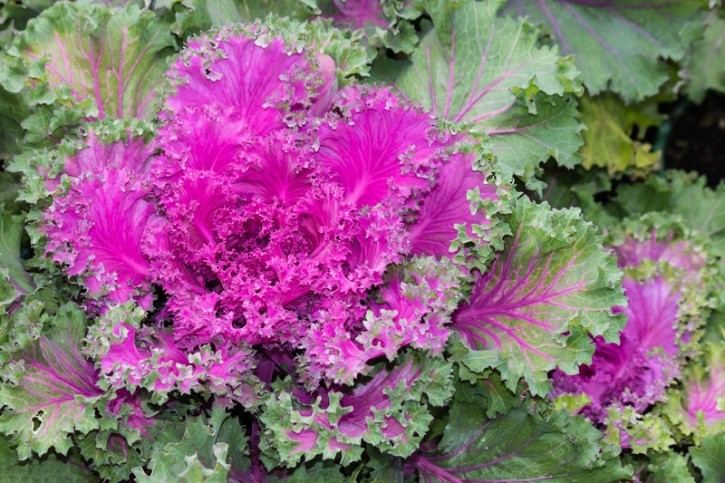 ornamental kale