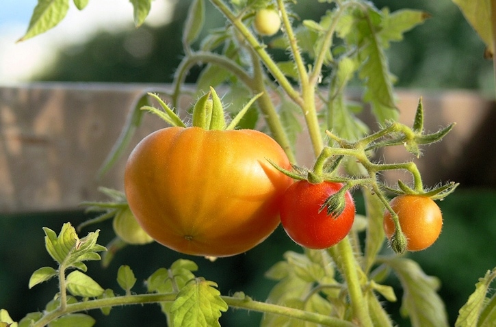 ornamental vegetables - Tomato