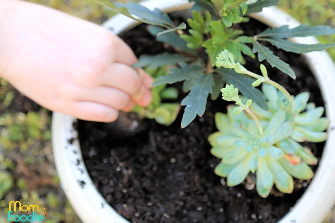 planting dinosaur garden