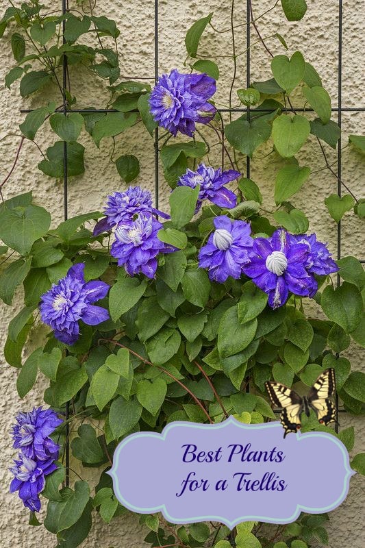 plants for a trellis