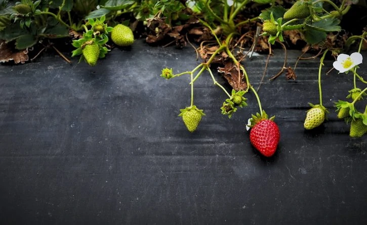 raised bed strawberry garden