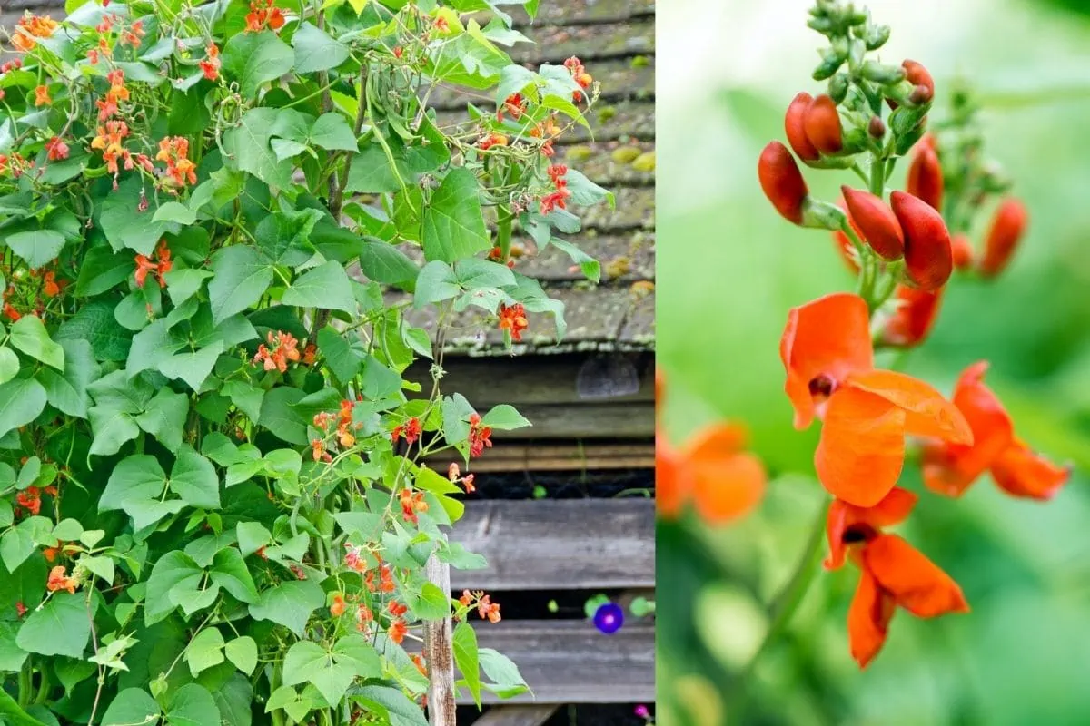 scarlet runner bean, vine and close up of the orange red flower
