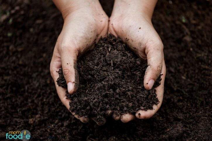 soil for raised beds