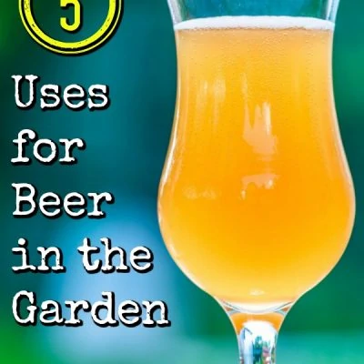 uses for beer in the garden