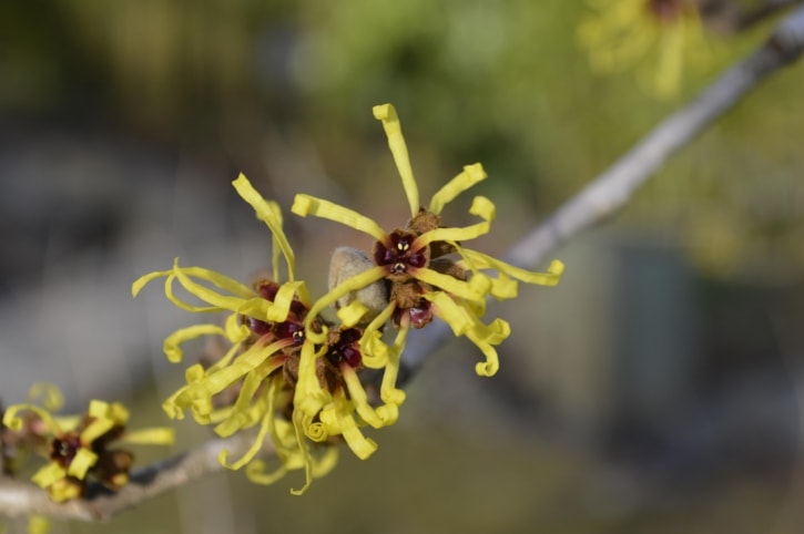 13 Uses for Witch Hazel - Mom Foodie